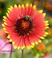 A honey bee on a blanketflower, Gaillardia, in a Vacaville garden. (Photo by Kathy Keatley Garvey)